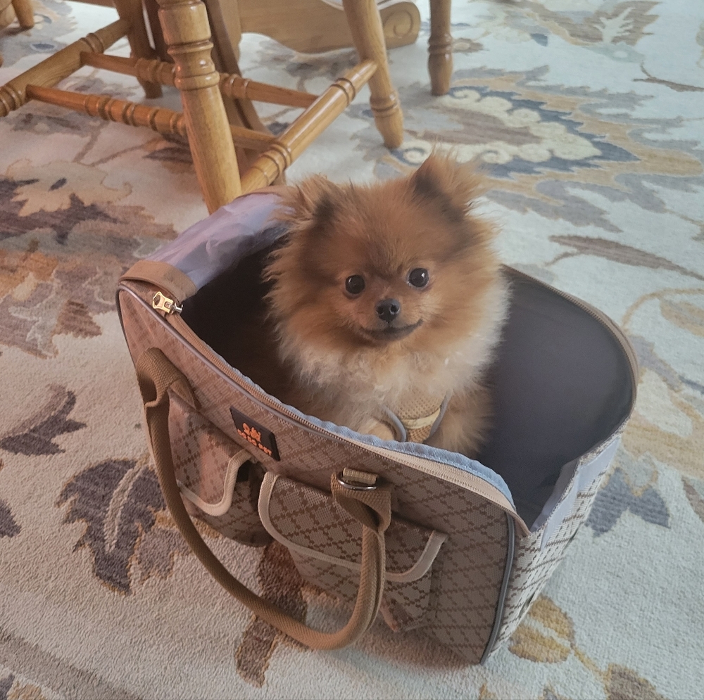 Pet Carrier Purse for Dogs and Puppies